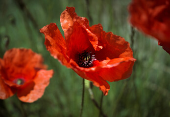 Red poppies in wheat field