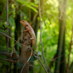 Red lizard with a long tail standing on a piece of wood