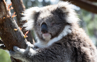 Obraz premium Australian Koala in a wildlife sanctuary. 