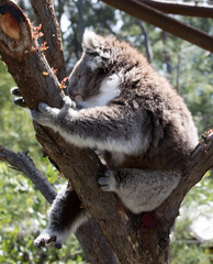 Australian Koala in a wildlife sanctuary.	