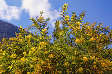 Fototapeta premium Bright yellow flowers of Acacia dealbata ( mimosa ) tree against blue sky on sunny spring day