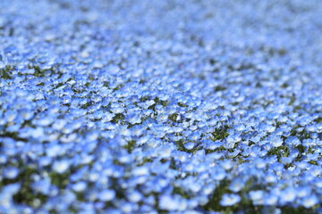 a blanket of nemophila 