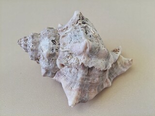 seashell on isolated  background
