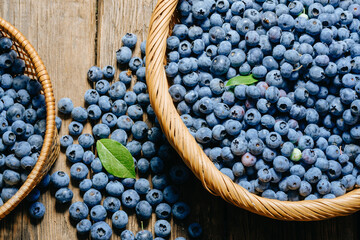 Freshly picked blueberries in wicker baskets and also scattered on the table. Juicy and fresh blueberries with green leaves on rustic wooden table surface. Concept for healthy eating and nutrition.