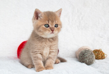 Fototapeta na wymiar British Shorthair kitten purple with a ball of wool