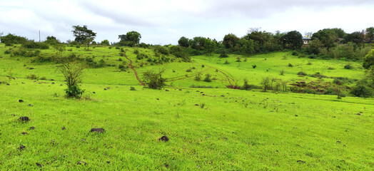 Fototapeta premium Lush Green meadows of rural side Igatpuri, Maharashtra during the monsoon season