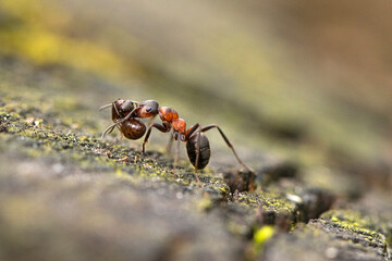 ant on the ground macro