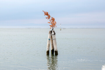 Wooden bricole in the sea on the way from Chioggia to Venice, Italy
