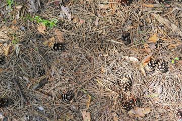 Ground texture in forest
