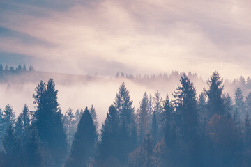 Fog over spruce forest trees at early morning. Spruce trees silhouettes on mountain hill forest at autumn foggy scenery.