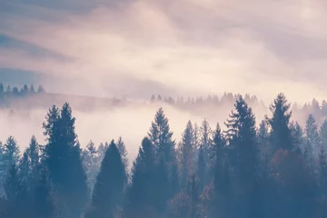 Papier Peint photo Lavable Forêt dans le brouillard Brouillard sur les épinettes au petit matin. Silhouettes d& 39 épinettes sur la forêt de la colline de la montagne au paysage brumeux d& 39 automne.