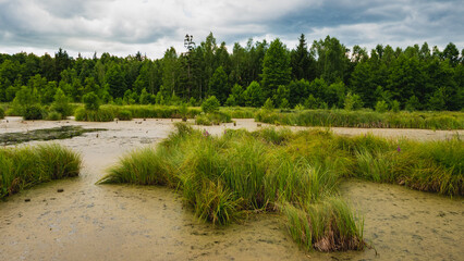Fototapeta na wymiar Swamp landscape, bushes, plants. Sianorządka swamps, Poland.