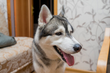 husky dog in the kitchen in the apartment
