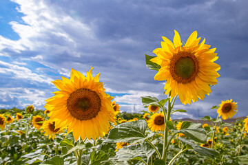Fototapeta premium bright yellow sunflowers in the fields against the blue sky