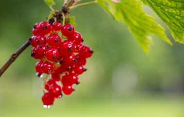 ripe ripe red currant berries hang on a bush in a summer orchard in raindrops