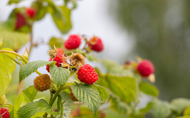 red ripe raspberry berry on a bush, harvesting in a summer garden