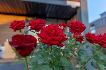 red roses growing near a private house