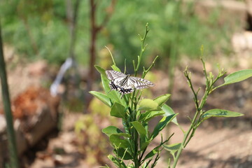 butterfly on a flower