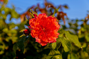 red roses growing near a private house