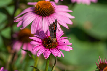 Vanessa cardui butterfly sitting on Echinacea purpurea flowering plant, eastern purple coneflower in bloom