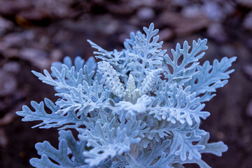 beautiful decorative flowers of gray-blue color