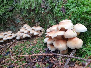 white tuft rasling poisonous tree fungus