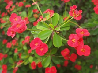 Beautiful bright carpet of red flowers. Blooming bush of Euphorbia milii. Flowers background. Flowering plant. Natural decor of many small red flowers, green leaves. Close-up, macro. Ornamental plants
