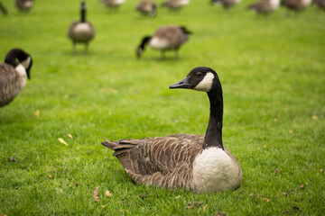 Naklejka na ściany i meble Beautiful Canada goose portrait in park 