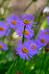Aster tongolensis beautiful groundcovering flowers with violet purple petals and orange center, flowering plant in bloom