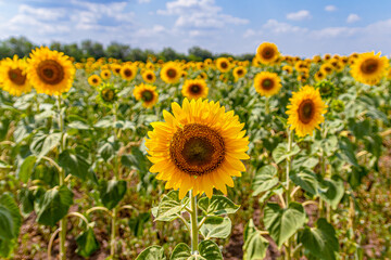bright yellow sunflowers in the fields against the blue sky
