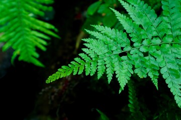 Naklejka na ściany i meble green fern leaves, Close up shot of fern green leaves.
