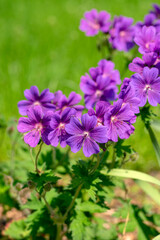 Geranium magnificum beautiful purple cranesbills in bloom, ornamental flowering plants in the garden in daylight