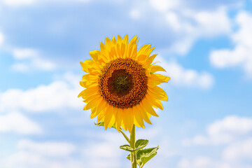 bright yellow sunflowers in the fields against the blue sky