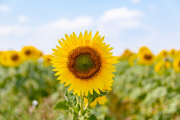 Fototapeta premium bright yellow sunflowers in the fields against the blue sky