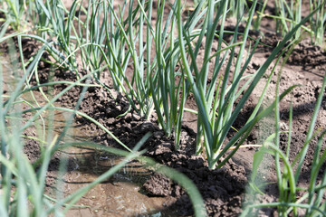 Home vegetable garden. On the bed grows green onions. Growing healthy natural food.