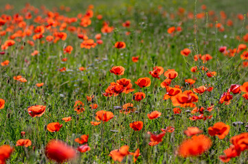 Fototapeta na wymiar Papaver rhoeas common poppy seed bright red flowers in bloom, group of flowering plants on meadow, wild plants