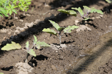 Bed of growing bushes of eggplant in a greenhouse. Organic agriculture, farming concept.