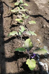Bed of growing bushes of eggplant in a greenhouse. Organic agriculture, farming concept.