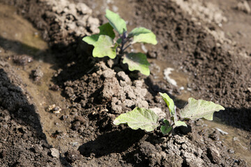 Bed of growing bushes of eggplant in a greenhouse. Organic agriculture, farming concept.