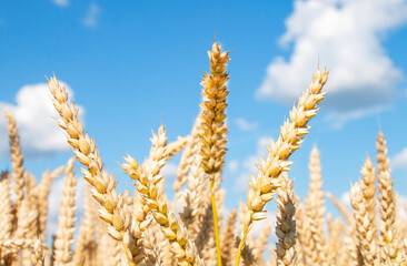 Golden wheat field with ripe ears of wheat on a blue sky background