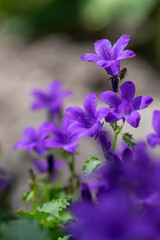 Fototapeta na wymiar Campanula portenschlagiana bellflowers plants in bloom, deep purple dalmatian bellflower flowering flowers
