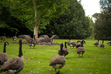 Flock of canada gooses, goose shaking wings, feathers