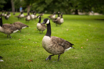 Flock of canada gooses, beautiful goose portrait in park