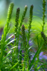 Liatris spicata deep purple flowering plant, group of flowers on tall stem in bloom