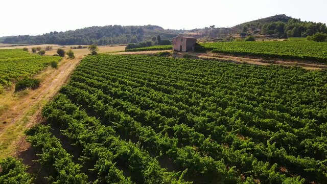 Drone volant au dessus de vignes vignoble avec une petite maison dans le sud de la france