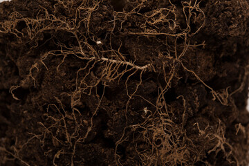 Soil texture with small plant roots, growing plants and gardening concept