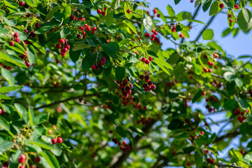 Amelanchier lamarckii ripe and unripe fruits on branches, group of berry-like pome fruits called serviceberry or juneberry