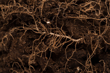 Soil texture with small plant roots, growing plants and gardening concept