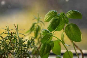 Obraz premium Ocimum basilicum green aromatic herbs in dayligt, fresh plant leaves, common cuisine ingredients