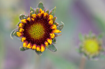Obraz premium Gaillardia aristata beautiful flowering wild plant, red and yellow petals, blanketflower in bloom